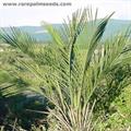 Syagrus vagans